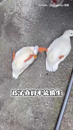【複製貼上的晃腳腳】鴨兒子回來看鴨媽媽 只能說孩子真的不能偷生XD