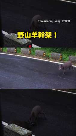 【國寶地盤戰】走步道目睹「野山羊幹架」！犄角對決誰才是老大