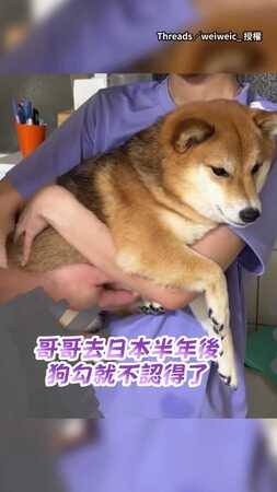 【你已經是陌生人了】哥哥去日本半年！回家見柴犬露牙咆哮：不准碰偶