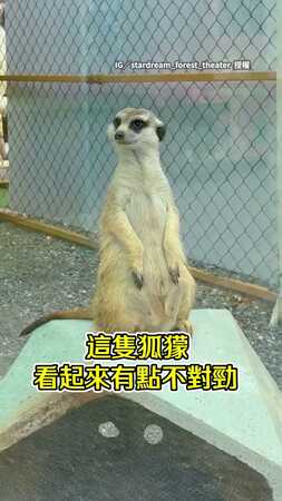 【超萌事故】狐獴站崗突然強制關機！　下一秒悲劇了QQ