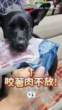 【小狗賊出手了XD】媽咪拿牛排展示　下一秒直接被汪星人叼走