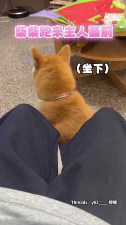 【這招沒失手過】柴柴整坨倒下撒嬌討摸 誰能扛得住❤