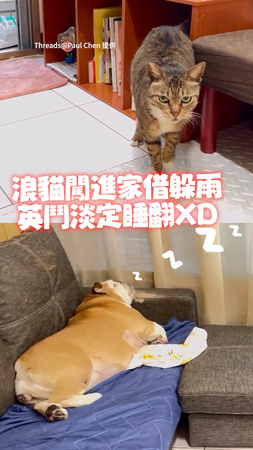 【完全不在乎XD】浪貓闖進家借躲雨！英鬥淡定睡翻