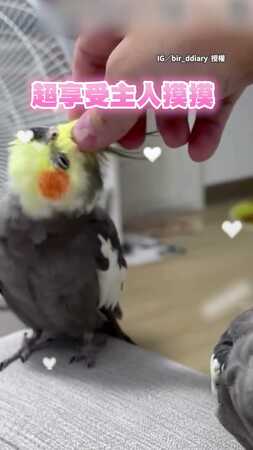 【強行爭寵】當主人只摸一隻玄鳳　另一隻用頭強行蹭手臂自摸XD
