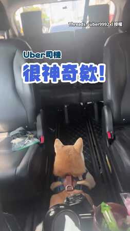 【柴不理你】Uber司機載到柴柴 跟牠聊天頭都不回