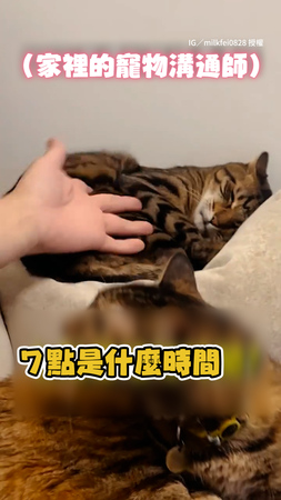 【有溝通但沒聽】貓貓太早起床　被奴才碎唸竟還頂嘴XD