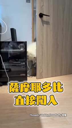 【沒有邊界感的狗狗】薩摩耶叼著娃娃闖門要求爸爸陪玩