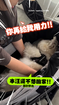 【玩到不想回家】狗狗躺著賴皮不起來XD