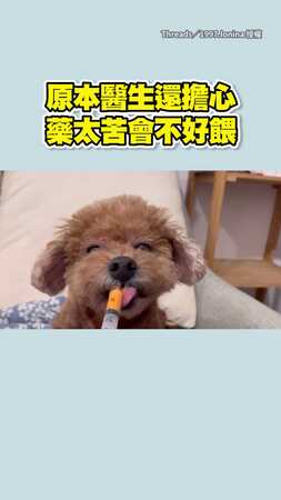 【天使狗勾】原本擔心藥太苦不好餵　沒想到狗狗們吃得真香XD