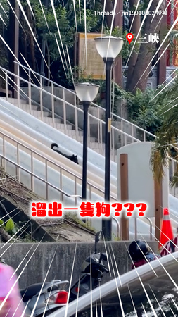 【溜滑梯溜出一隻狗？】孩子們開心溜滑梯 下秒驚見歐告「跟風滑下來」XD