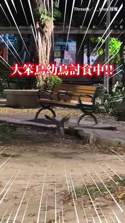 【根本討債現場】巨嬰大笨鳥討食方式有夠激烈！逼得鳥媽媽狼狽逃難QQ