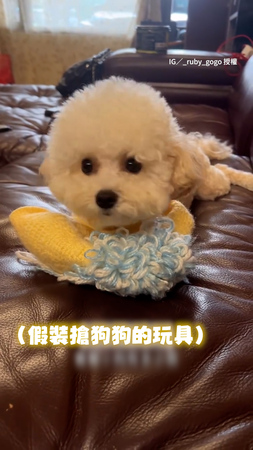 【絕對不給妳！】主人假裝搶狗狗玩具　牠瞬間低頭壓住不給拿XD