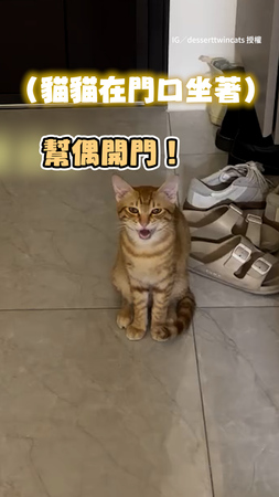 【快開門！】貓貓狂哀號想出去找朋友玩　奴才快被煩鼠XD