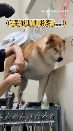 【放過我吧】柴柴不愛剪指甲　全程閉眼不忍直視XD