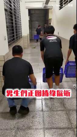 【部落打獵既視感XD】直擊圍捕綠鬣蜥！男子漢們極限包夾「奮力一搏」