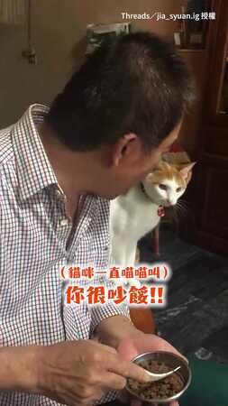 【委屈不了一點！】貓咪被爸爸嫌吵跳電視櫃「瘋狂頂嘴」 在場0人勸架XD