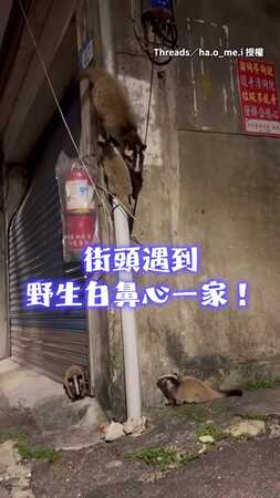 【集體定格】遇到白鼻心媽咪在一打三...馬上被3隻小可愛眼神鎖定❤️