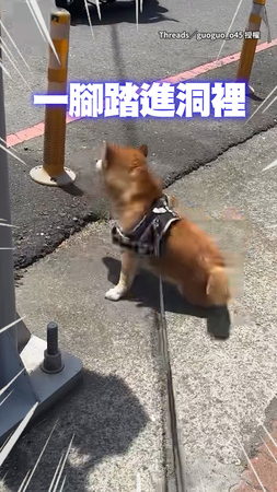【狗在尷尬的時候也會裝忙】柴犬一腳踏進洞裡獨自尷尬　背對奴才裝沒事XD