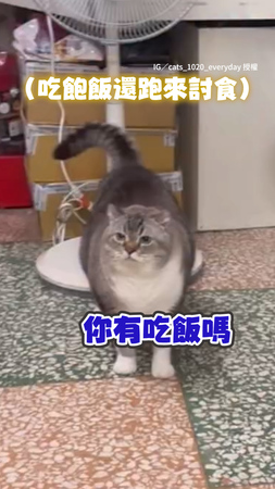 【有夠貪吃～】貓貓吃飽飯還來討食　爸引導牠去隔壁直接關門不聽XD