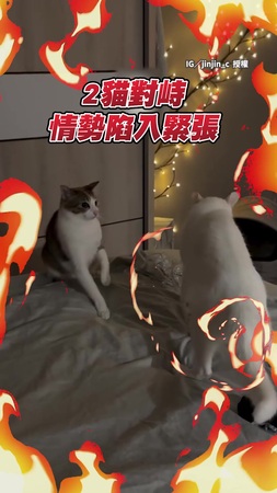 【仇恨值歸零】媽媽一句話阻止貓咪開戰　網友驚呆：還有這招