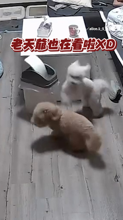 【狗在做老天在看】狗狗亂翻垃圾桶 剛好超大雷聲響起嚇呆兩隻