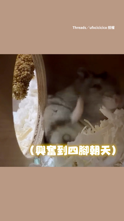 【還活著？】確認倉鼠還活著嗎　飼主拿小米穗牠秒醒