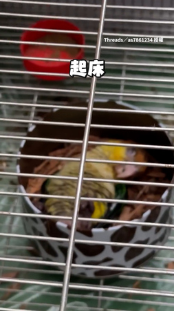 【睡太爽了吧】鸚鵡像人躺下睡覺 被叫醒還生氣XD