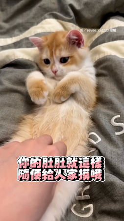 【好會撒嬌～】貓咪任奴才摸肚子　各種賣萌超可愛！