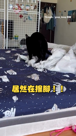 【就愛這樣擦腳】黑貓上完廁所跳上主人床 竟把被子當擦腳巾狂嚕