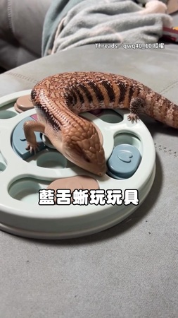 【慈母多敗蜥】藍舌蜥玩玩具找食物　主人瘋狂提示心軟放水XD