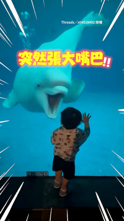 【小白鯨游到萌娃面前】下秒突張大嘴巴！網笑：有夠調皮