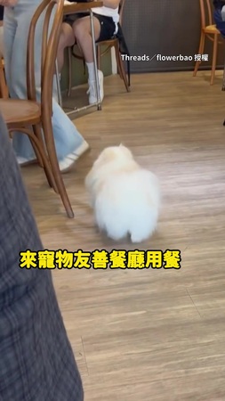 【靠臉吃飯失敗！】白色博美在餐廳情勒　沒人上供食物跺腳氣噗噗