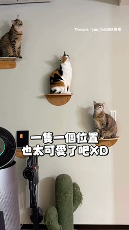 【好運蜥蜴】家裡出現蜥蜴　貓貓超專注抬頭看媽好擔心牠被吃