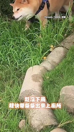 【養到羊？】帶柴柴出門上廁所！　牠竟在草叢大吃「素食把費」