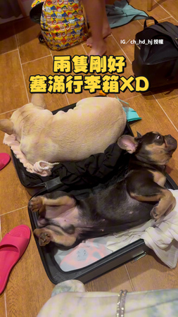 【不用買狗窩了】2狗霸占行李箱睡到打呼XD
