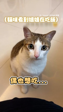 【偶也想吃】貓貓吃不夠...露水汪大眼+伸手撒嬌討食XD