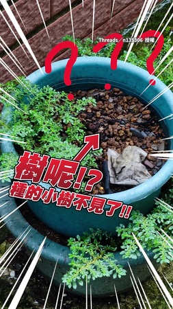 【傻眼耶】小樹憑空消失？　監視器一查竟是大笨鳥連根拔起帶走