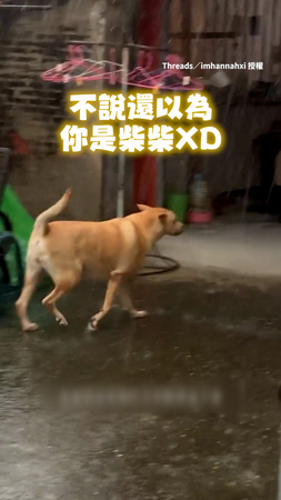 【不說我還以為是柴犬】狗狗硬要淋雨上廁所 還知道要找阿公擦身體