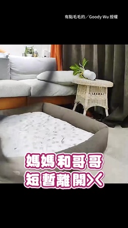 【主人別走啦QQ】歐告獨自在家哭成淚汪　狂抓門像世界末日