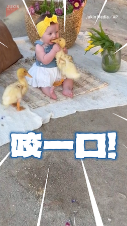 【小鴨差點被吃掉】萌娃拍照拍一半　竟一口把小鴨含進嘴裡XD