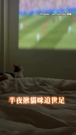 【貓貓時鐘到了】揪貓咪看世足下半場牠撐不住睡意直接昏迷XD