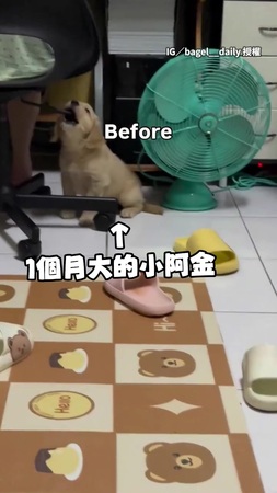 【體型暴風式成長】阿嬤的椅子被小阿金當潔牙骨天天啃