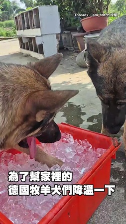 【消暑大法】德牧嗨玩冰桶！開心啃冰塊補水降溫