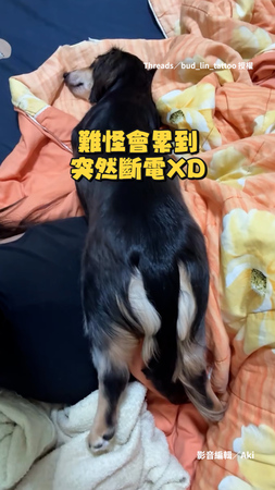 【直接關機】臘腸狗玩一個小時丟球、指令遊戲　走一半直接關機