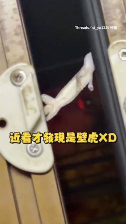 【不准你出門～】壁虎頭尾緊貼！死守門縫卡中間好像門鎖
