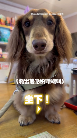 【偶有坐下】臘腸狗腳短被誤會！心急蹬腿委屈到快哭出來