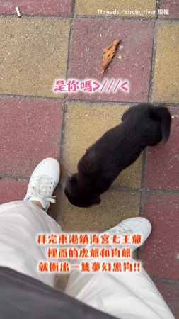 【效率派七王爺XD】才剛許願想要小狗  馬上跑出一隻狗！