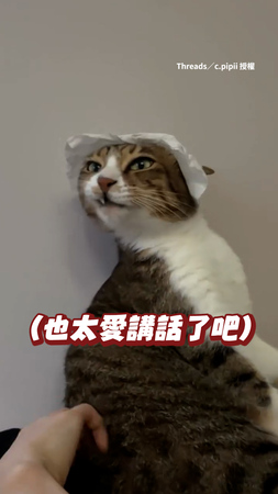 【就是那邊】幫虎斑貓抓背　牠一臉呆萌碎碎唸不停啦