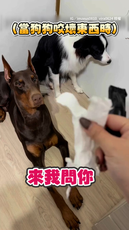 【心虛小狗】邊牧亂咬家裡東西　被抓包瘋狂視線逃避XD