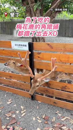 【工讀生出來喔】梅花鹿柵欄縫探頭等餵食！下秒聰明喬角度把頭跟鹿角縮回去